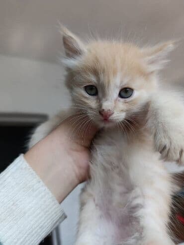 показы 1 354 72 договорная кошка даром британская короткошёрстная 1 год мальчик метис 2 позвонить написать: Очаровательные котята домашнего помёта. Описание: - Возраст на фото — 4