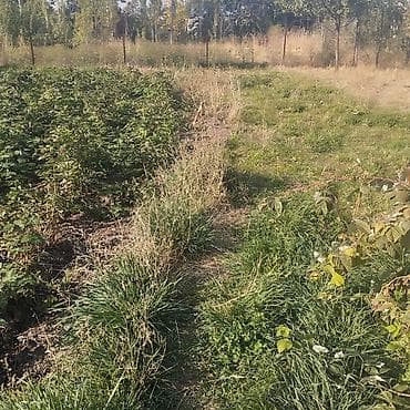 Жер тилкелерин сатуу: 8 соток, Кызыл китеп — 4