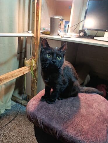 Продажа кошек: Котята домашние, короткошёрстные, разного окраса: - угольно‑чёрные с — 1