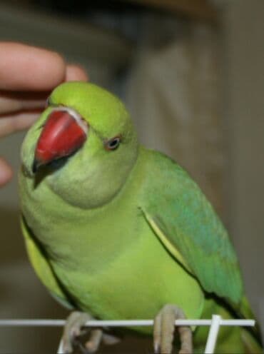 Птицы: Попугаи Ожиреловые хорошо учатся говорить и приручаются к рукам — 6