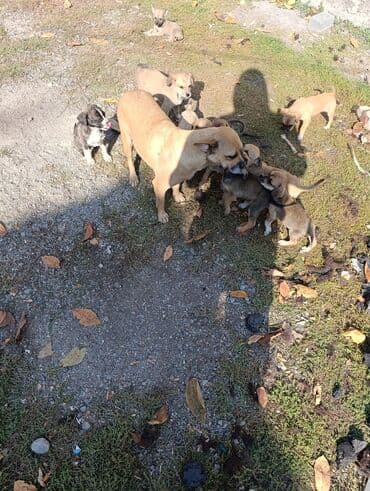 акустические системы terra колонка в виде собак: Щенки от дворняжки (метисы) отдам бесплатно . Находимся Сокулукский — 1