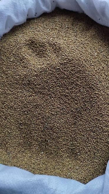 семена маями: Семена кормовых растений: Люцерна, Бесплатная доставка — 4