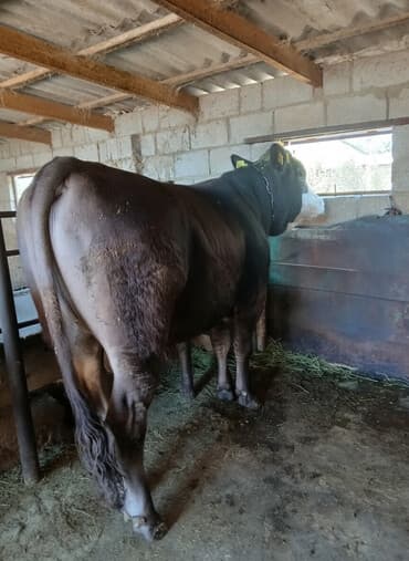 сколько пород собак в мире: Бука сатам 2,5 жаш — 1