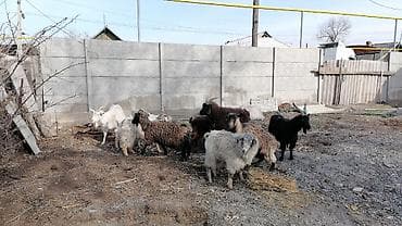 продаю дойную козу: Продаю | Козлёнок | Для разведения — 7