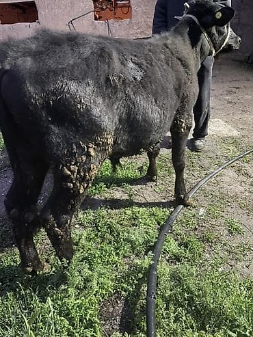 корм для домашних животных: Продаю | Бык (самец) | Ангус | На откорм, Для разведения — 7