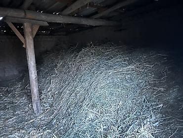 чип для животных: Сено навалом в сарае. - Заготовка натуральная, полевой травостой. - — 2