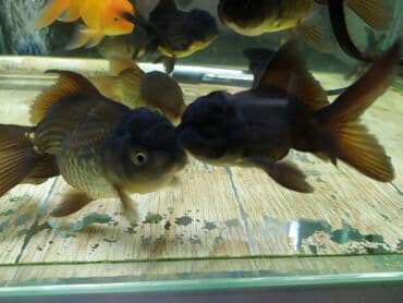 Мышыктар: Золотые рыбки. Разные — 4