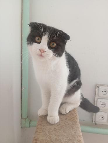 Отдам даром кошку: Шотландский вислоухие вязка — 1