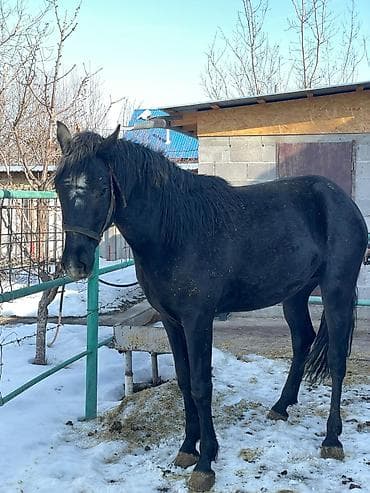 породистый теленок: Продаю | Жеребец | Конный спорт | Племенные — 9