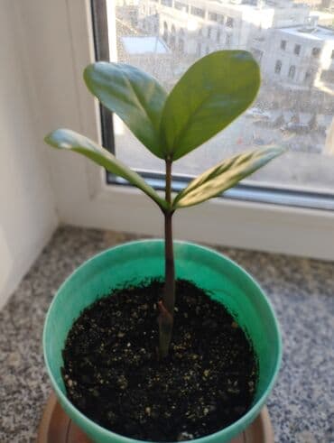 долларовое дерево цена: Замиокулькас ( долларовое дерево)
250 сом — 1