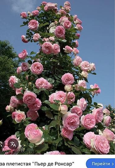 роза: Саженцы — 7