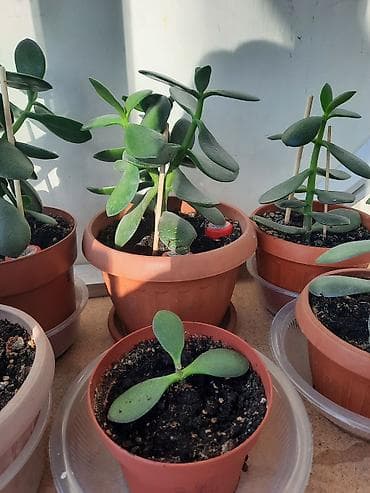 Уход и хранение одежды: Денежное дерево приносит благополучие в дом, где растет, хорошо — 8