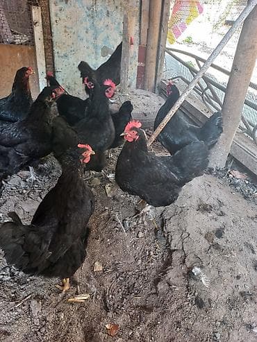 молочный козы: Продаю | Куры | Несушки — 2