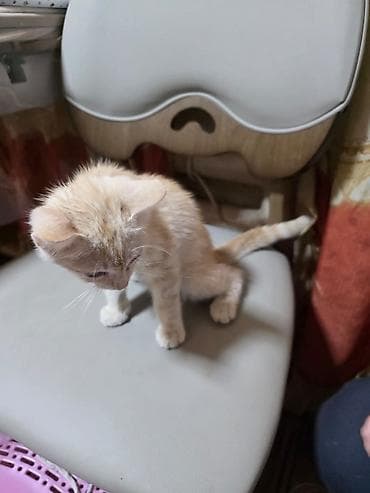 Кошки: Котёнок рыжего окраса (кремово-песочный табби). Короткошёрстный, с — 1