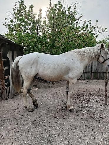 лош ат: Продаю | Жеребец | Для разведения — 5