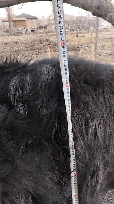 продаю тук: Продаю | Бык (самец) — 3