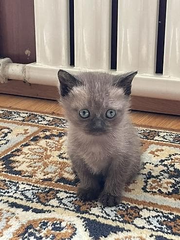 Котёнок с короткой шерстью и голубыми глазами. Окрас — дымчато-серый с