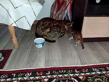кошки манчкины: Бенгальская, 1 месяц, Девочка, Приучена к лотку — 4