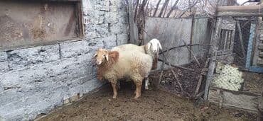 продаю музоо торпок корова самка бык самец айрширская ангус алатауская на забой для разведения на откорм племенные нетель привязанные: Продаю | Баран (самец) — 2