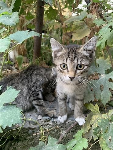 Үй жаныбарлары: Отдам 3-х месячных котят в хорошие руки. В лоток ходить умеют — 2