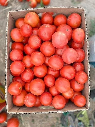 кето: Помидоры — 1