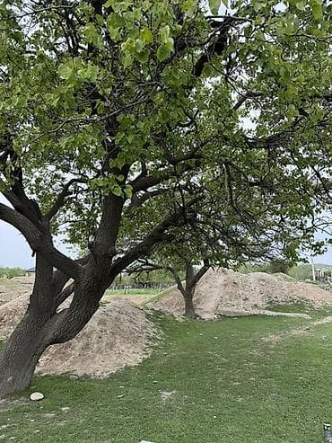 capital holding: 12 соток — 1