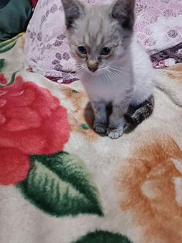 отдам даром котенка бишкек: Кошка даром: Сиамская, 1 месяц, Мальчик — 7