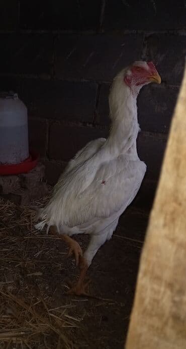 дойный апарат для коров: Продаю | Куры | Дакан | Для разведения — 5