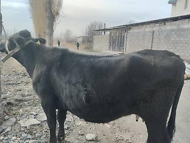 я ищу корова: Продаю | Корова (самка) | Для молока | Привязанные — 3