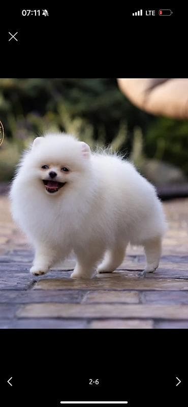 Щенок померанского шпица, белый окрас. - Тип: миниатюрная