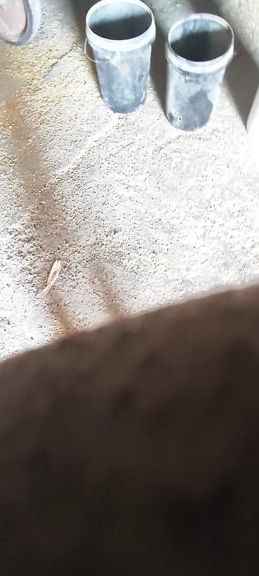 номер приюта для животных бишкек: Продаю ячмень местный для корма КРС Мрс есть находится в селе — 2