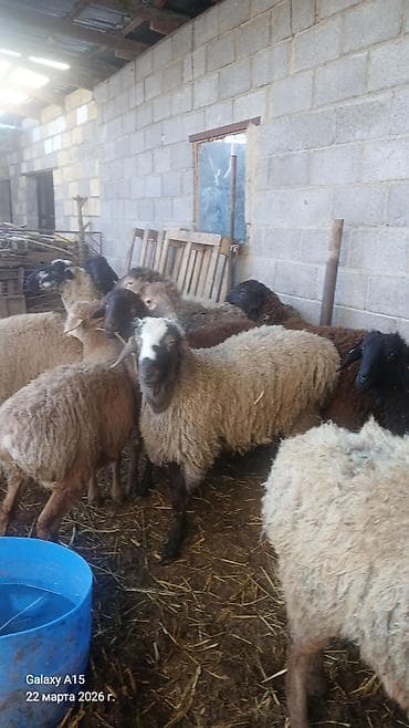 голуби птицы животный: Продаю | Овца (самка) | Для разведения | Матка — 2