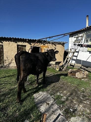 Аквариумы: Продаю | Корова (самка) | Для разведения | Привязанные — 1