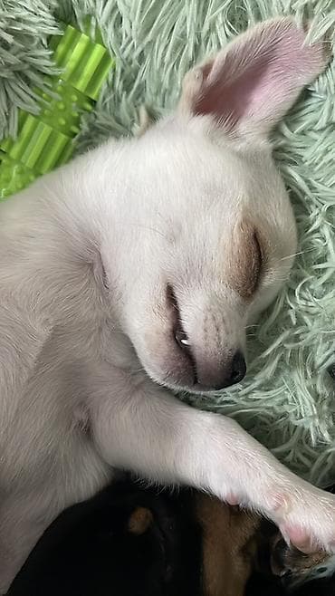 где можно купить кошку в бишкеке: Продаются замечательные щенки — такса и чихуахуа 🐶✨ Ищем заботливых и — 10