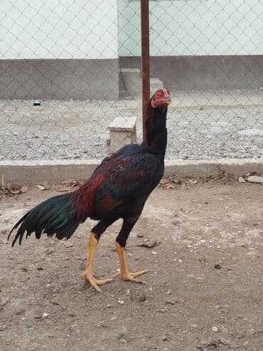 немецкая овчарка купить бишкек: Дакан жожо короз сатылат алмашу жолдору бар адрес Заря Тынчтык конушу — 2