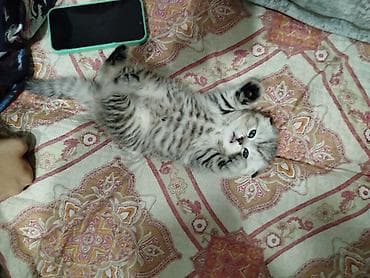 вест хайленд уайт терьер: Scottish striker котята (короткошёрстные, тигровый табби и серебристый — 4