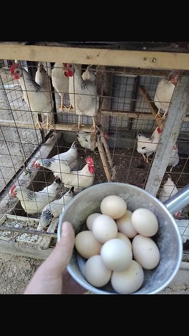 продам курей: Продаю | Куры | Брама, Домашняя | Для разведения — 5