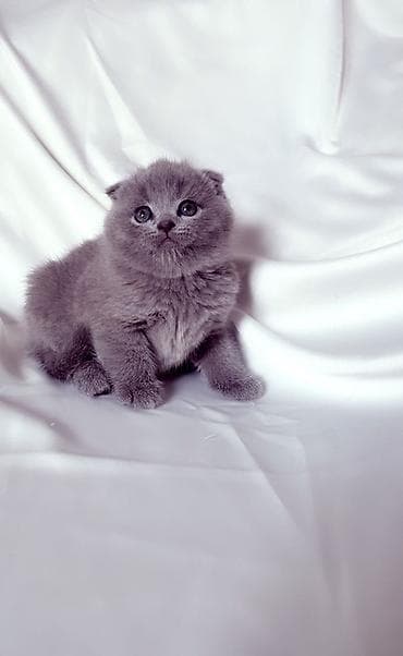 Скотиш Фолд (Шотландская вислоухая), 2 месяца, Мальчик, Голубой, Приучена к лотку