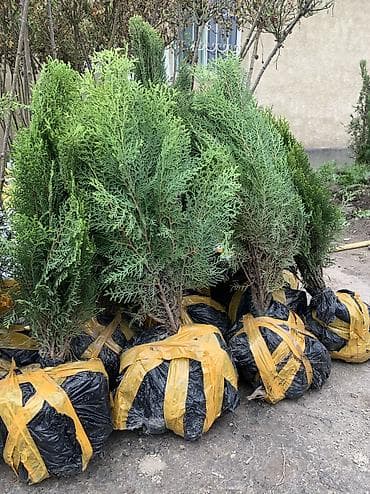 1 фото : туя книжки от 600 сом до 1000 сом 2 фото : туя смарагд высота