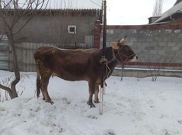 карова швицкая: Продаю | Корова (самка) | Швицкая | На откорм | Племенные — 2