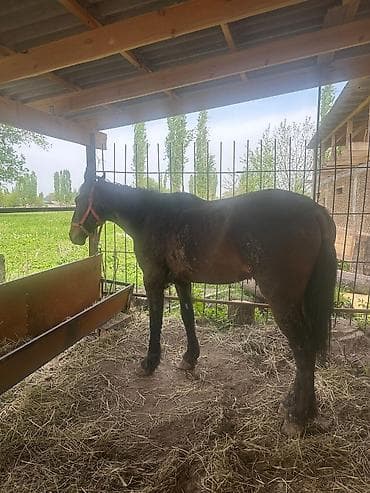 делфин на заказ: Продаю | Кобыла (самка) | На забой, Рабочий — 3