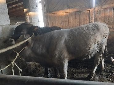 сена тюки: Продаю | Бык (самец) | На откорм | Привязанные — 1