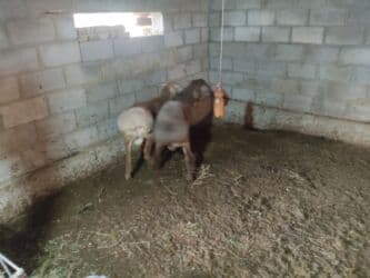 домик для животных: Продаю | Баран (самец) | Полукровка | На забой — 6