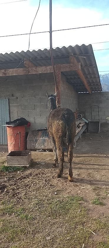 карова быки: Продаю | Жеребенок | Для разведения | Племенные — 3