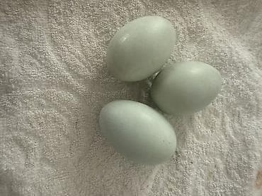 яйцо инкубационное бройлер: Продаю | Куры | Для разведения — 3