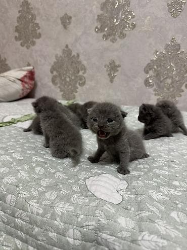котята рыжие: Предлагаются к продаже шотландские вислоухие кошки и котята. Взрослая — 3
