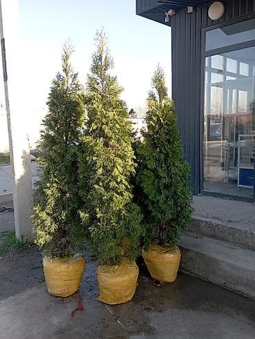 семена голубой ели купить: Хвойные деревья с комом земли (в мешках) Ассортимент: - Ель/пихта с — 3