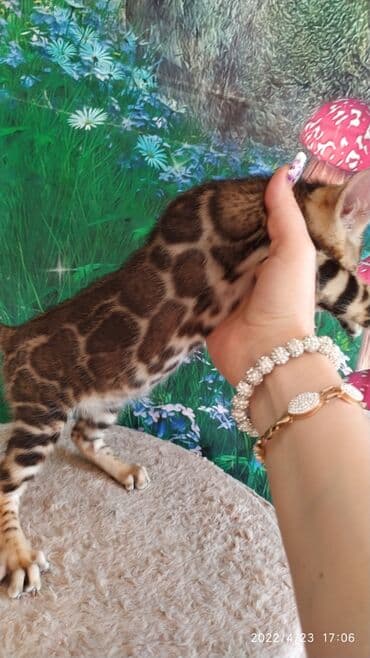 новорожденные котята: Привет друзья. в питомнике Бен Гла Мур есть свободные кото — 6