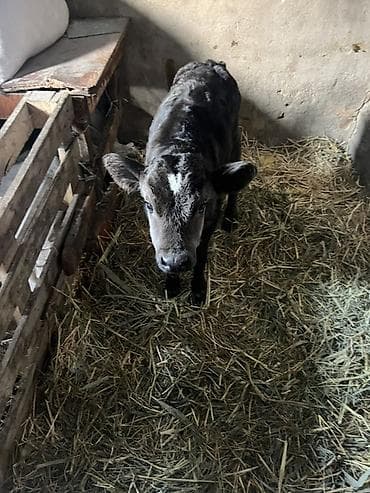 коровы кант: Продаю | Музоо, торпок | На откорм | Привязанные — 3