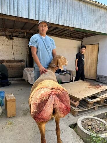 круглосуточный зоомагазин бишкек: Ветеринардык врач …! Ветеринарный врач …! Жаныбарлардын баардык — 2